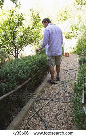 Stock Image - Rear view of a man touching tree in garden. Fotosearch