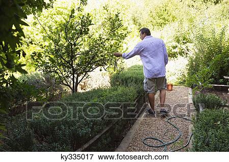 Stock Photo - Rear view of a man touching tree in garden. Fotosearch