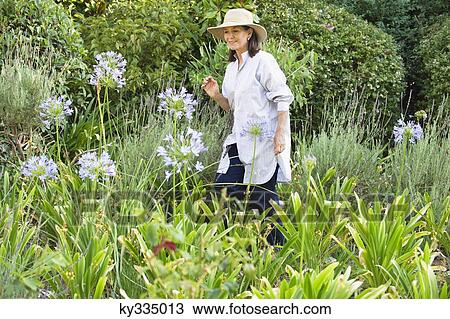 Senior woman looking at flowers in a garden View Large Photo Image Stock Image - Senior woman looking at flowers in a garden. Fotosearch