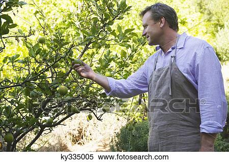 Smiling man looking at fruits on tree in garden View Large Photo Image Stock Photography - Smiling man looking at fruits on tree in garden. Fotosearch