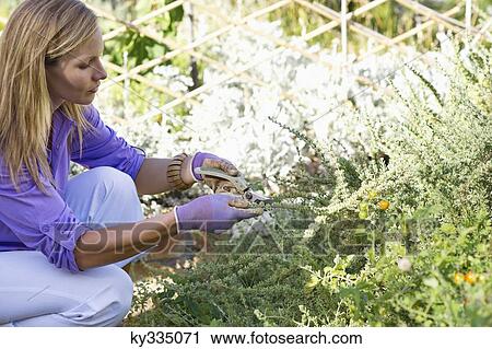 Young woman gardening View Large Photo Image Stock Image - Young woman gardening. Fotosearch