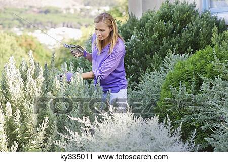 Stock Image - Young woman looking at plants with cutter in hand. Fotosearch