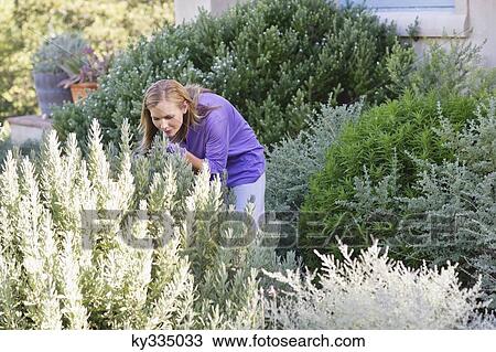 Young woman smelling flowers in garden View Large Photo Image Stock Image - Young woman smelling flowers in garden. Fotosearch