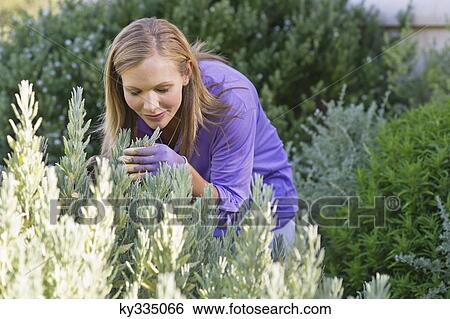 Young woman smelling flowers in garden View Large Photo Image Stock Photograph - Young woman smelling flowers in garden. Fotosearch