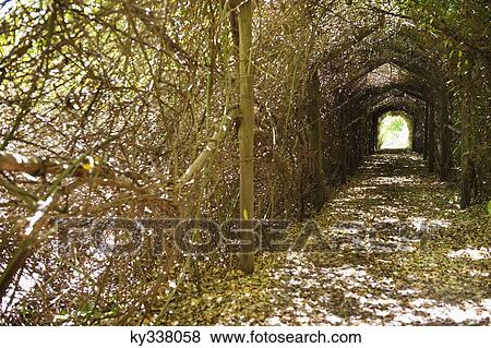 Stock Photo - Narrow path passing through a tunnel. Fotosearch