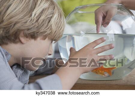 Stock Photo - Close-up of a boy looking at fishbowl. Fotosearch