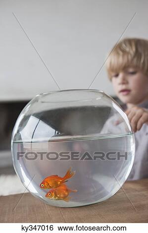 Close-up of a boy looking at fishbowl View Large Photo Image Stock Photograph - Close-up of a boy looking at fishbowl. Fotosearch