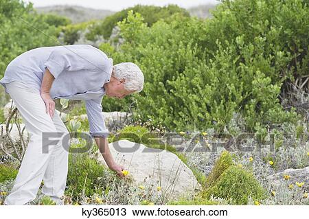 Stock Image - Senior man picking flower in a garden. Fotosearch