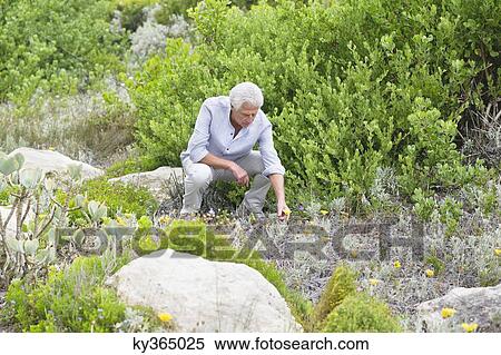 Senior man picking flowers in a garden View Large Photo Image Stock Photography - Senior man picking flowers in a garden. Fotosearch