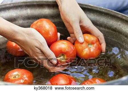 Close-up of a woman's hand washing tomatoes View Large Photo Image Stock Photo - Close-up of a woman's hand washing tomatoes. Fotosearch