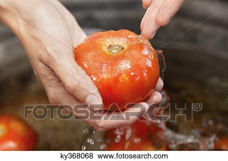 Close-up of a woman's hand washing tomatoes View Large Photo Image Stock Photo - Close-up of a woman's hand washing tomatoes. Fotosearch