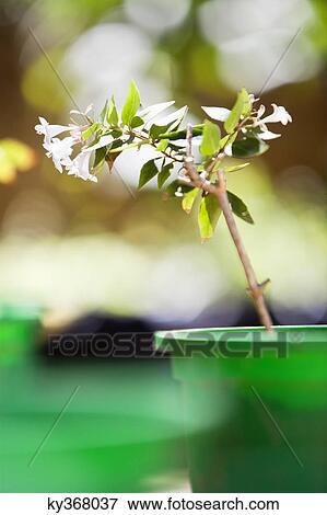 Potted plants in a garden View Large Photo Image Stock Photo - Potted plants in a garden. Fotosearch