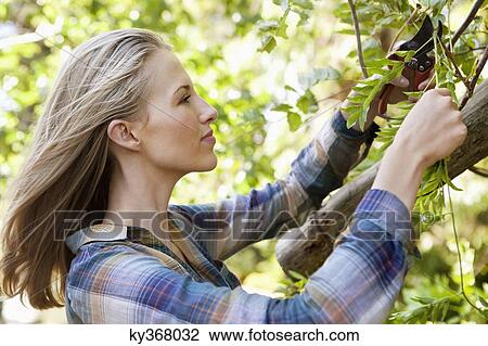 Young woman pruning plants View Large Photo Image Stock Image - Young woman pruning plants. Fotosearch