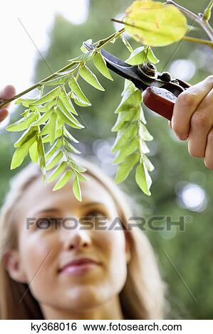 Young woman pruning plants View Large Photo Image Stock Photograph - Young woman pruning plants. Fotosearch