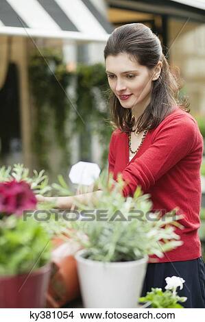Woman looking at flowers in a flower shop View Large Photo Image Picture - Woman looking at flowers in a flower shop. Fotosearch