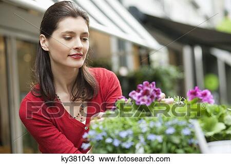 Woman looking at flowers in a flower shop View Large Photo Image Stock Image - Woman looking at flowers in a flower shop. Fotosearch