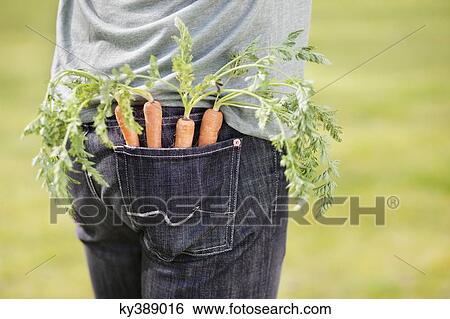 Carrots in the pocket of a man View Large Photo Image Stock Photograph - Carrots in the pocket of a man. Fotosearch