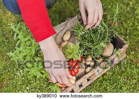 High angle view of a woman's hand putting vegetables in a crate View Large Photo Image Stock Image - High angle view of a woman's hand putting vegetables in a crate. Fotosearch