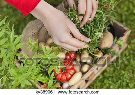 High angle view of a woman's hand putting vegetables in a crate View Large Photo Image Stock Image - High angle view of a woman's hand putting vegetables in a crate. Fotosearch