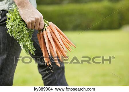 Picture - Man holding a bunch of carrots. Fotosearch