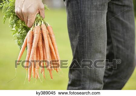 Man holding a bunch of carrots View Large Photo Image Stock Photography - Man holding a bunch of carrots. Fotosearch