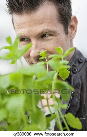 Man smelling mint plant View Large Photo Image Stock Photo - Man smelling mint plant. Fotosearch