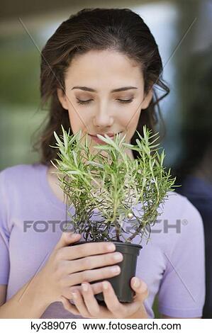 Stock Photograph - Woman smelling a rosemary plant. Fotosearch