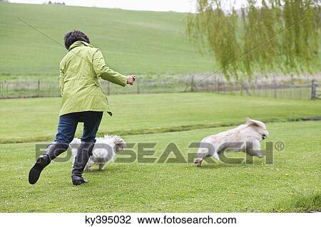 Woman playing with two dogs in a field View Large Photo Image Stock Image - Woman playing with two dogs in a field. Fotosearch