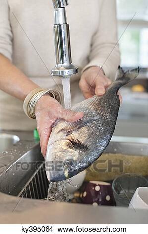 Woman washing a fish in a kitchen sink View Large Photo Image Picture - Woman washing a fish in a kitchen sink. Fotosearch