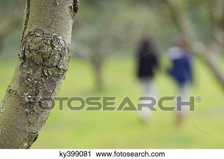 Close-up of a tree trunk with a woman and her daughter walking in an orchard in the background View Large Photo Image Stock Image - Close-up of a tree trunk with a woman and her daughter walking in an orchard in the background. Fotosearch