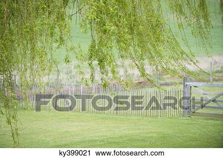 Tree with fence in a field View Large Photo Image Stock Image - Tree with fence in a field. Fotosearch