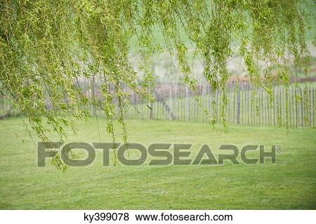 Tree with fence in a field View Large Photo Image Stock Photo - Tree with fence in a field. Fotosearch