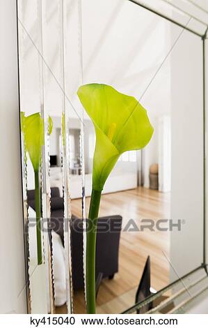 Close-up of a Cala lily in a living room View Large Photo Image Stock Image - Close-up of a Cala lily in a living room. Fotosearch