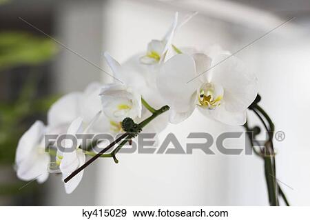 Stock Photo - Close-up of flowers. Fotosearch