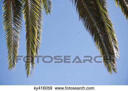 Palm leaves View Large Photo Image Stock Photo - Palm leaves. Fotosearch