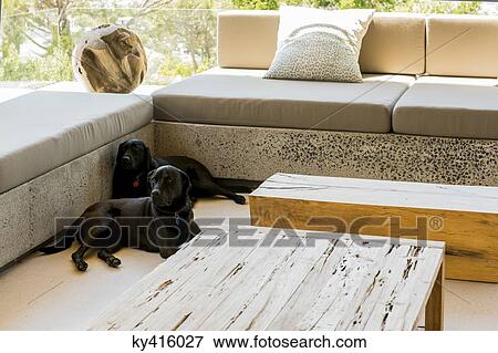 Two black Labrador retrievers resting in a living room View Large Photo Image Stock Photo - Two black Labrador retrievers resting in a living room. Fotosearch