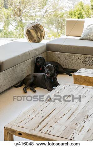 Two black Labrador retrievers resting in a living room View Large Photo Image Stock Photo - Two black Labrador retrievers resting in a living room. Fotosearch