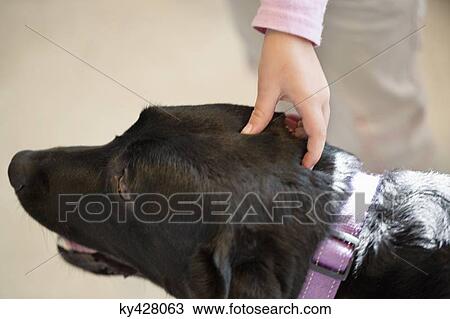 Stock Image - Close-up of a child's hand stroking a dog. Fotosearch