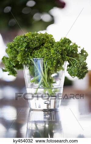 Parsley in a glass on a table View Large Photo Image Stock Image - Parsley in a glass on a table. Fotosearch