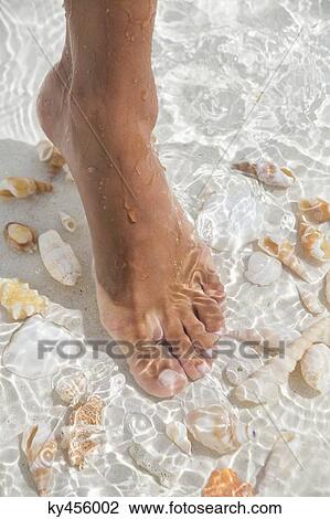Woman's foot in water with seashell on the beach View Large Photo Image Stock Image - Woman's foot in water with seashell on the beach. Fotosearch