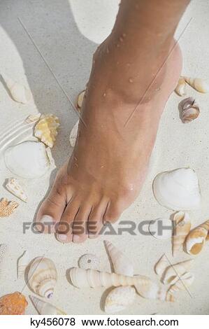Woman's foot in water with seashell on the beach View Large Photo Image Stock Photo - Woman's foot in water with seashell on the beach. Fotosearch