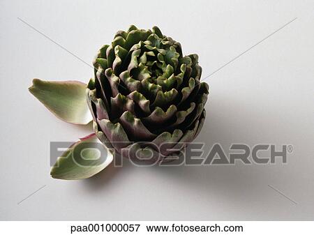 Stock Photo - Artichoke. Fotosearch