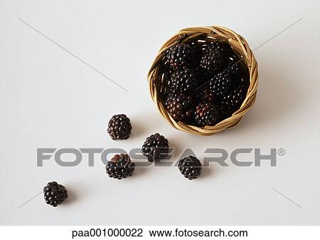 Blackberries spilling out of basket View Large Photo Image Stock Image - Blackberries spilling out of basket. Fotosearch