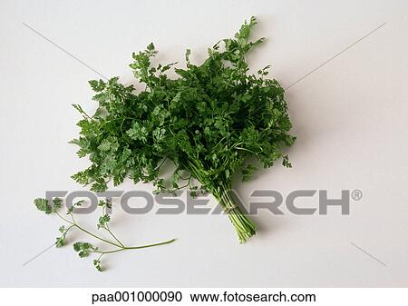 Stock Image - Bunch of chervil. Fotosearch