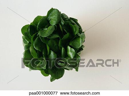 Bunch of watercress View Large Photo Image Stock Photo - Bunch of watercress. Fotosearch