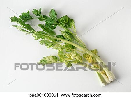 Celery View Large Photo Image Stock Image - Celery. Fotosearch