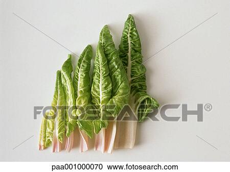 Chard leaves, lined up View Large Photo Image Stock Image - Chard leaves, lined up. Fotosearch