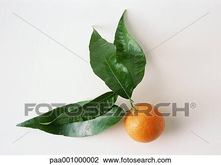 Stock Image - Clementine with leaves. Fotosearch