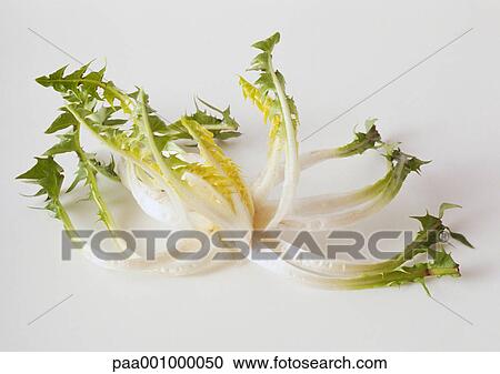 Dandelion greens View Large Photo Image Stock Image - Dandelion greens. Fotosearch