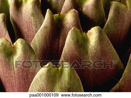 Stock Photo - delicatessen, artichokes, green, vegetables, vegetable, product, artichoke. Fotosearch